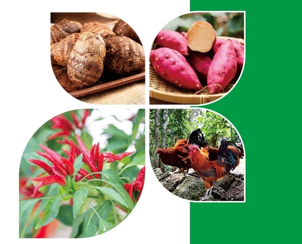 天等縣名特優(yōu)農(nóng)產(chǎn)品。主辦方供圖