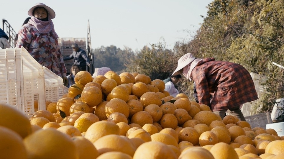 贛南臍橙喜獲豐收。人民網(wǎng)記者 張力洋攝