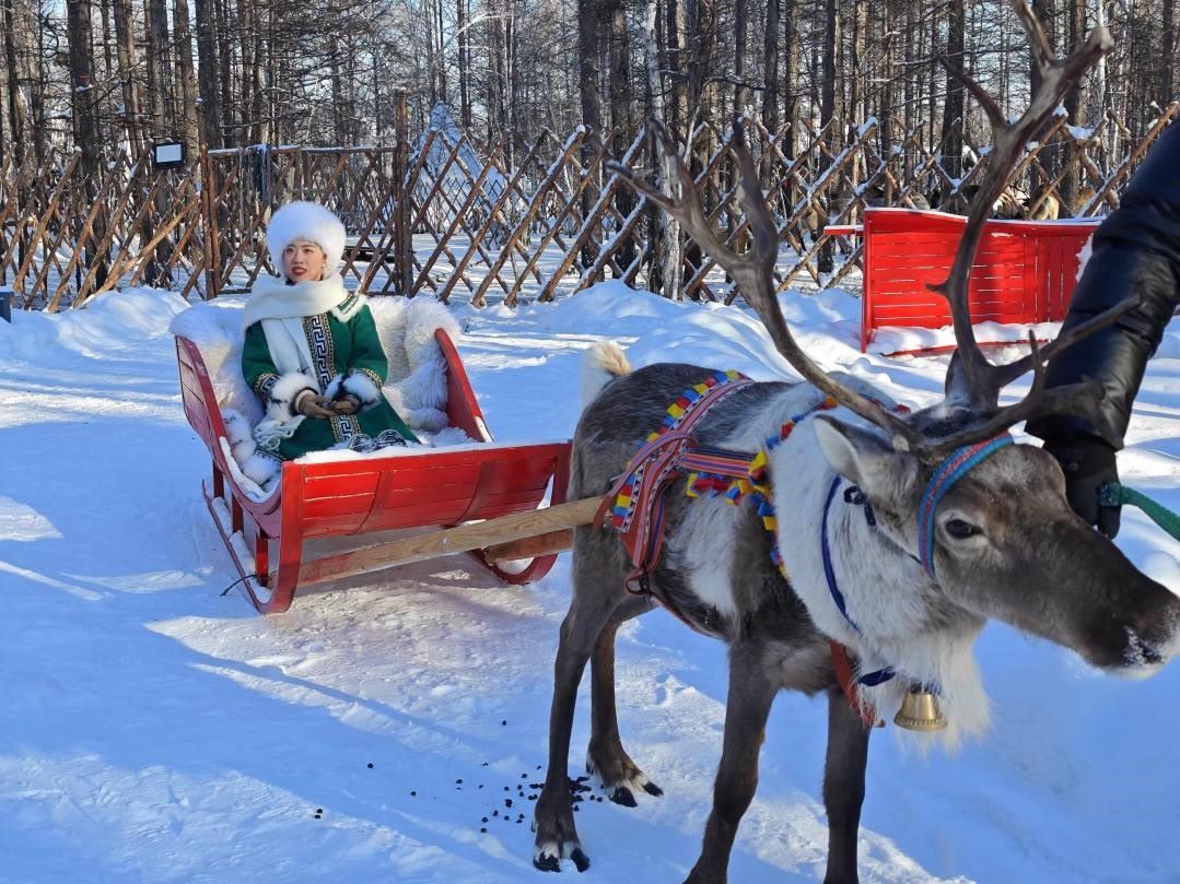 游客體驗馴鹿拉雪橇。人民網(wǎng)記者 苗陽攝
