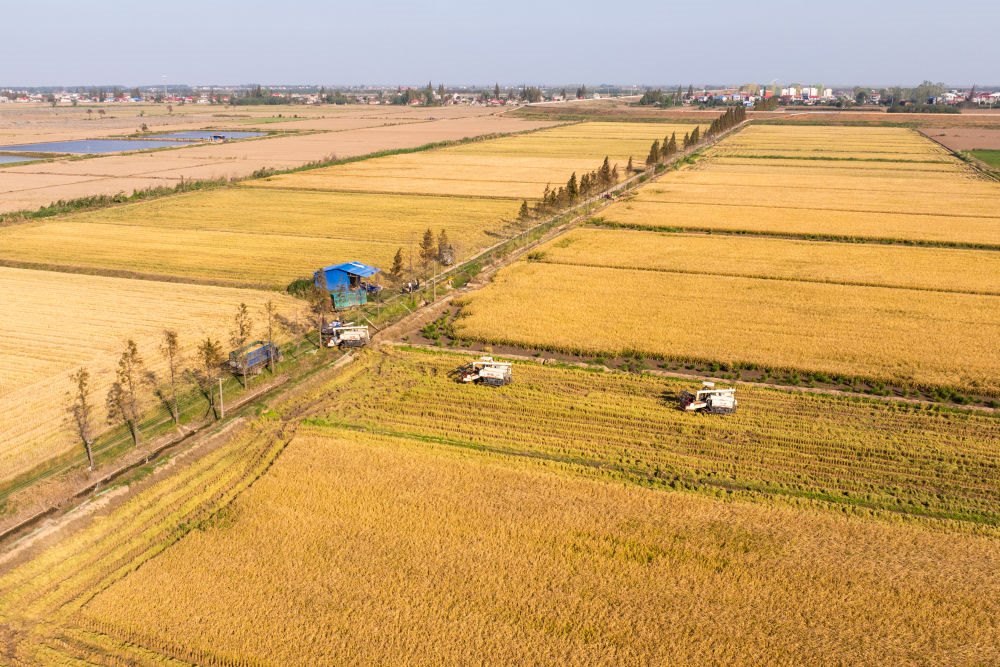 2024年11月1日，在湖南華容縣團洲垸，村民駕駛收割機收獲水稻（無人機照片）。新華社記者陳思汗 攝