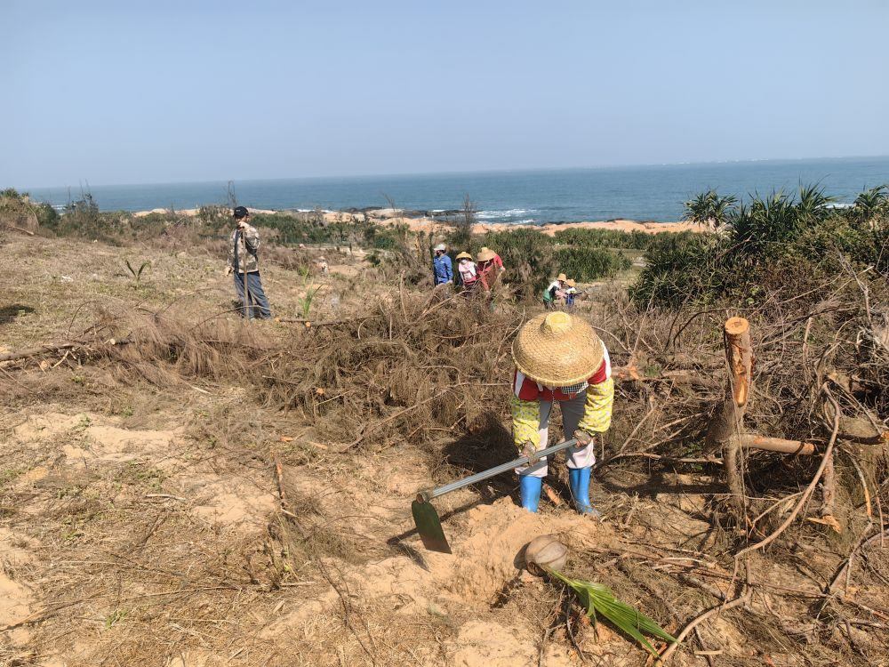 2025年1月19日，在海南文昌市，工人正在修復(fù)海岸防風(fēng)林。新華社記者吳茂輝 攝