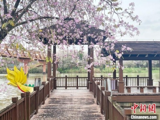 3月7日，廣州海珠國家濕地公園宮粉紫荊花海吸引游人。中新社記者 許青青 攝