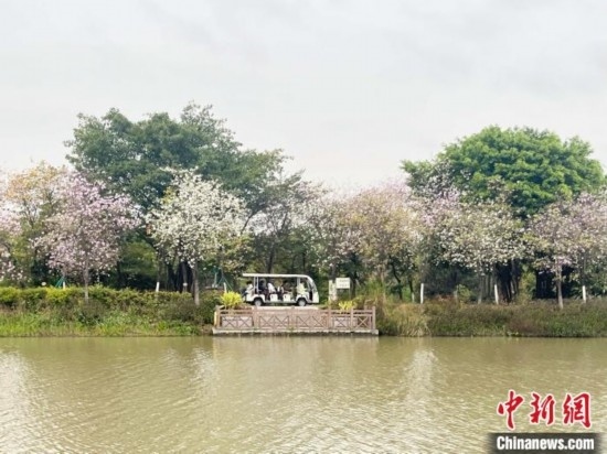 3月7日，廣州海珠國家濕地公園宮粉紫荊花海吸引游人。中新社記者 許青青 攝