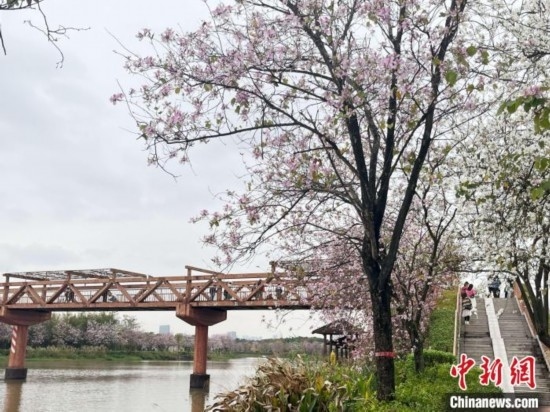3月7日，廣州海珠國家濕地公園宮粉紫荊花海吸引游人。中新社記者 許青青 攝