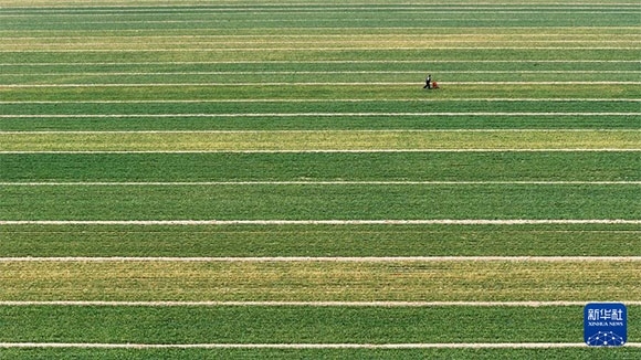 3月14日，在菏澤市鄆城縣潘渡鎮(zhèn)，農(nóng)民在麥田里施肥（無人機(jī)照片）。