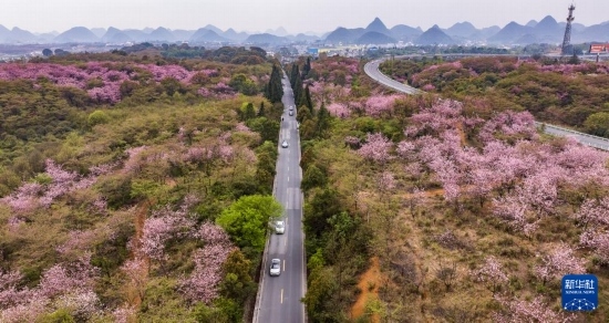 游客驅(qū)車前來(lái)清鎮(zhèn)市紅楓湖鎮(zhèn)右二村踏青游玩（4月5日攝，無(wú)人機(jī)照片）。